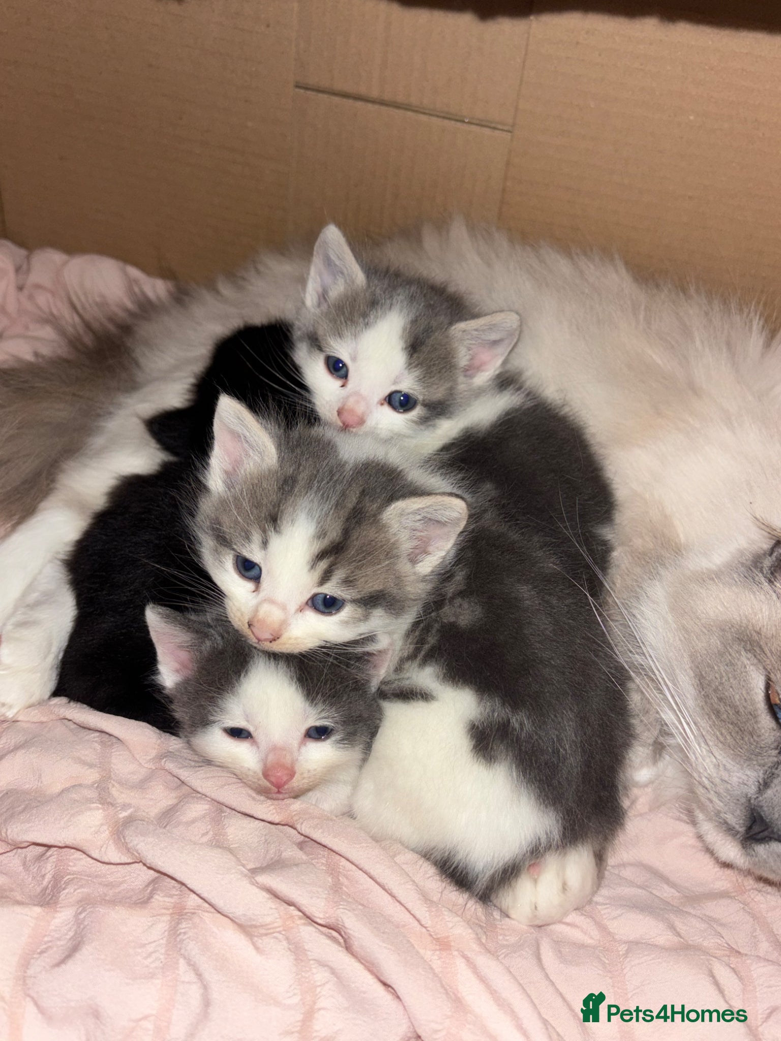 Mixed Breed cats Grey and white kitten - Advert 19