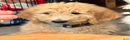 Goldendoodle dogs for sale: F1B Goldendoodles  in Norwich - Advert 6