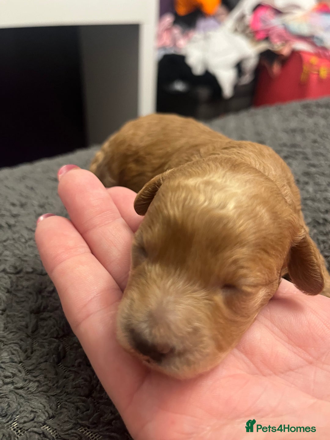 Poochon dogs for sale: Beautiful pups looking for their forever home  - Image 3