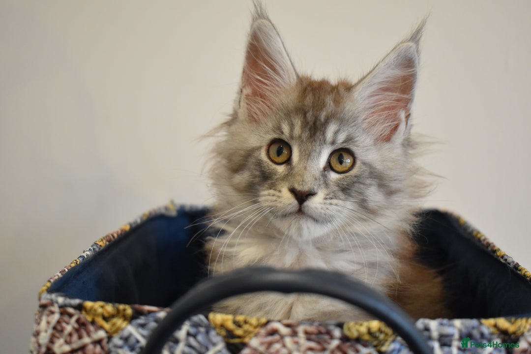 Maine Coon cats for sale: 💕💕💕5 Amazing Maine Coon kittens💕💕💕  - Image 3
