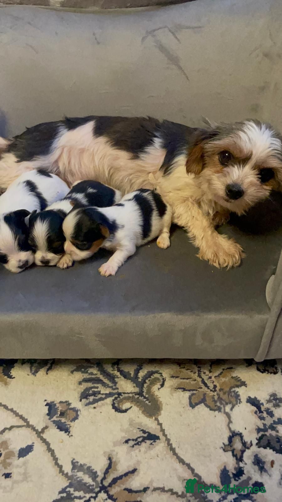 Biewer Terrier dogs Pure Miniature Biewer Terrier Puppies - Advert 11
