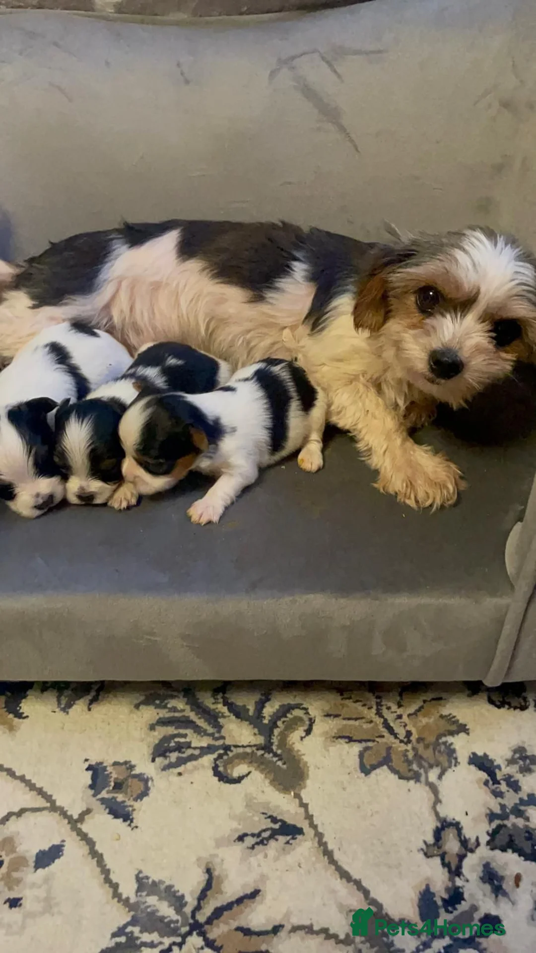 Biewer Terrier dogs for sale: Pure Miniature Biewer Terrier Puppies - Advert 1