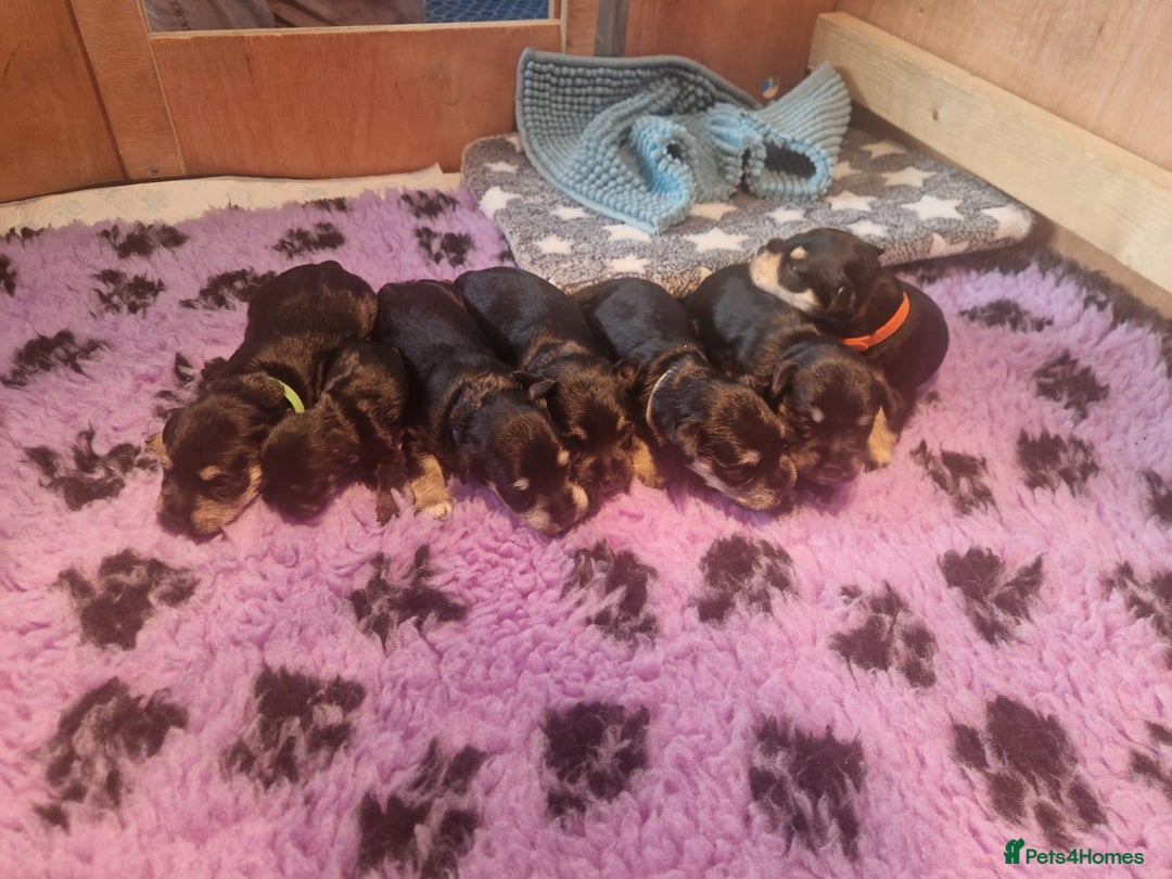 Miniature Schnauzer dogs for sale:  🌟 Adorable Miniature Schnauzer Puppies  - Image 4