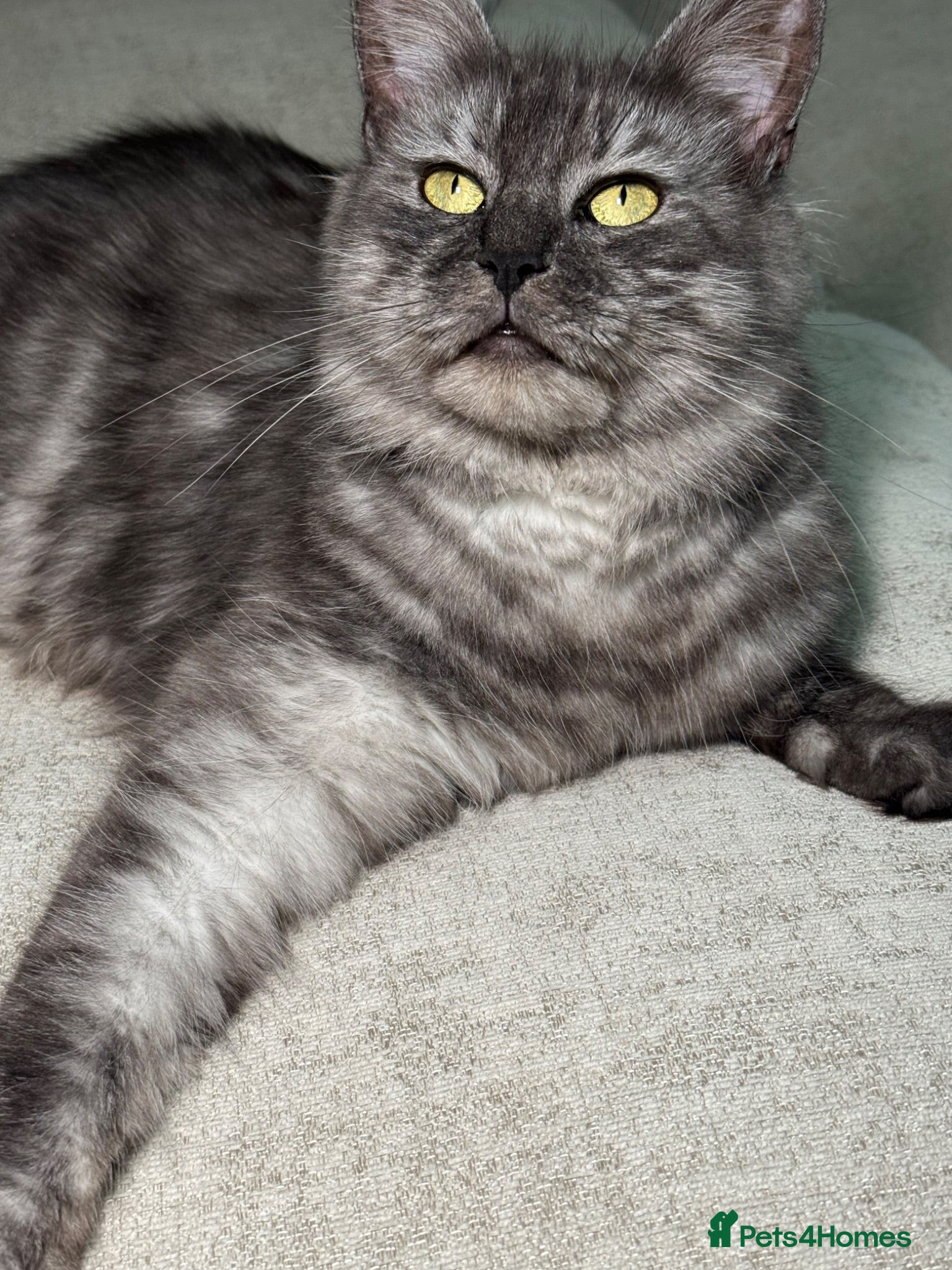Maine Coon cats GCCF registered maincoon kittens - Advert 2