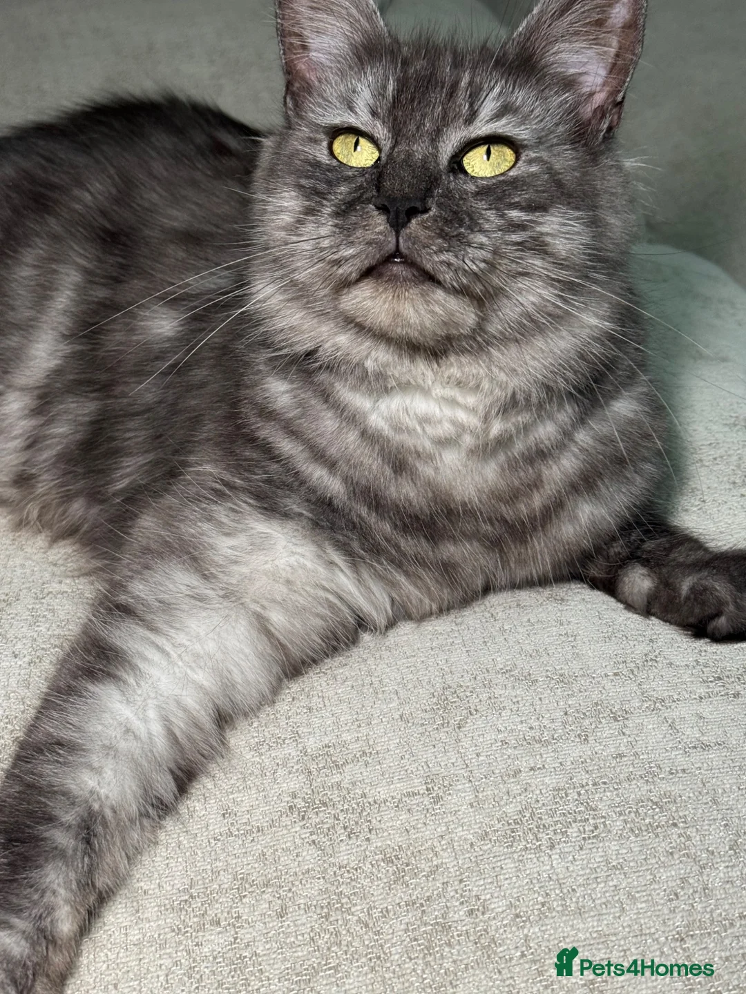 Maine Coon cats for sale: GCCF registered maincoon kittens - Advert 2