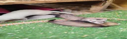Ferret rodents for sale: Ferrets for sale in Birkenhead - Advert 3