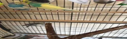Budgerigars birds for sale: Budgies in Tipton - Advert 14