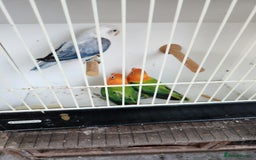 Lovebirds birds for sale:  Fischers lovebirds for sale in Birmingham - Image 19