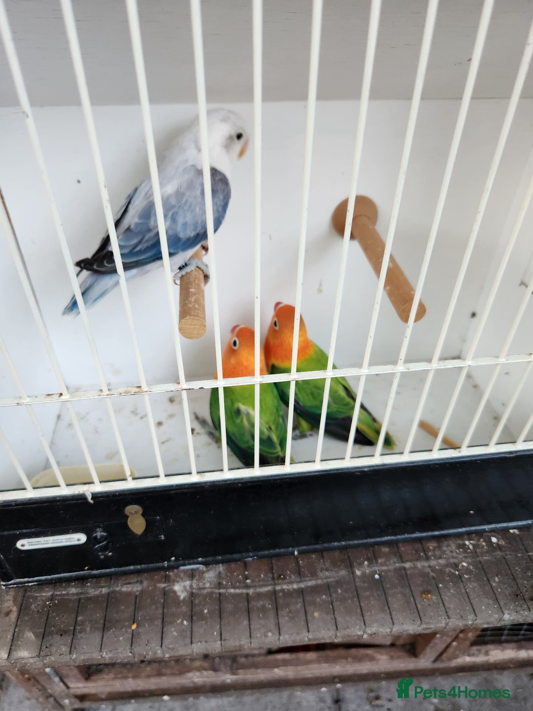 Lovebirds birds for sale:  Fischers lovebirds for sale in Birmingham - Image 19