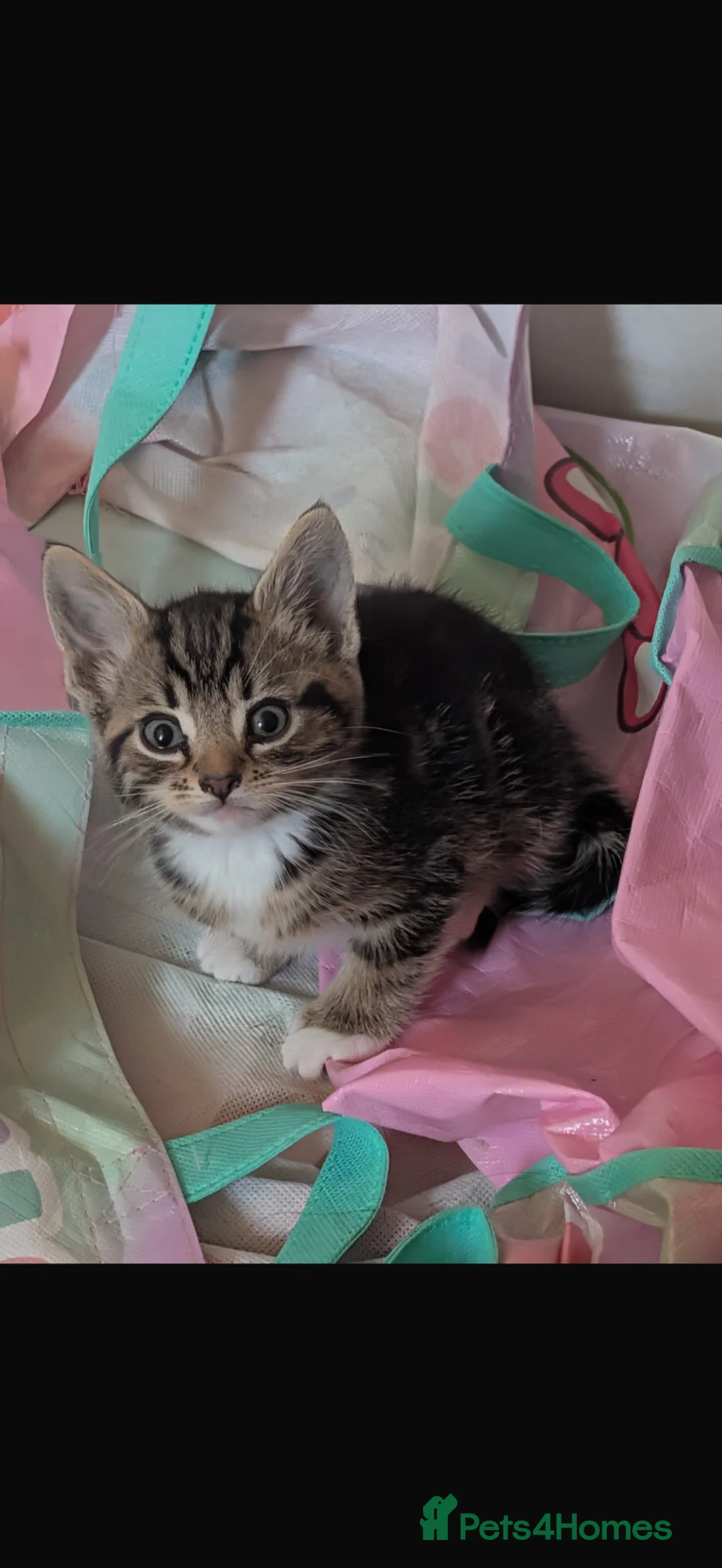 Mixed Breed cats for sale: Mixed breed kittens  in Hemel Hempstead - Advert 4