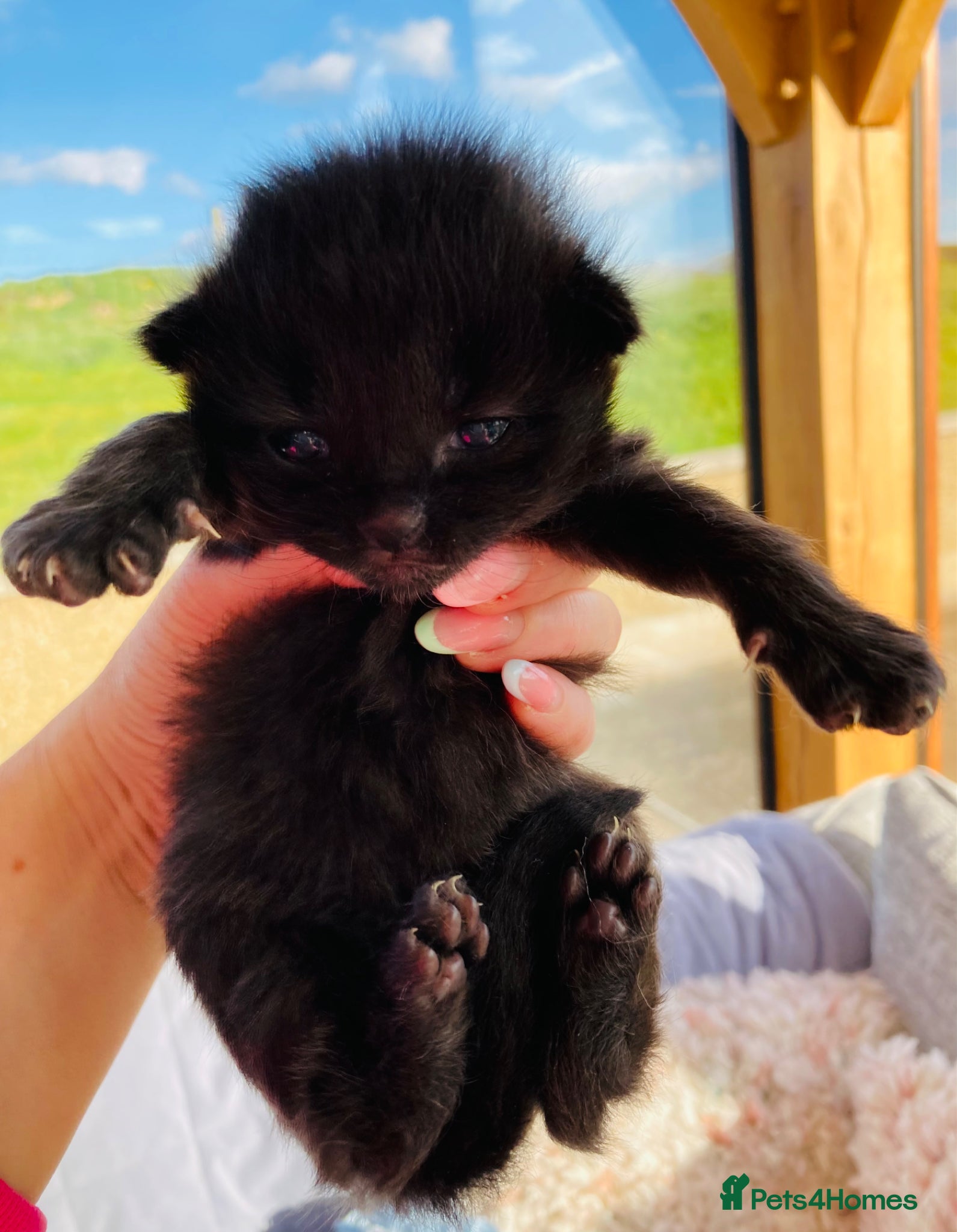 Mixed Breed cats Fluffy Coat Kittens - Advert 3