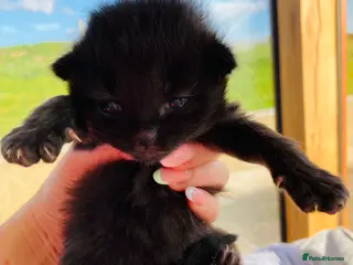 Mixed Breed cats Fluffy Coat Kittens - Advert 3