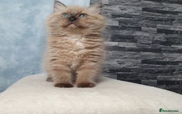 Ragdoll cats for sale: Reduced RARE Brown/mink Green-eyed Ragdoll kittens - Image 18