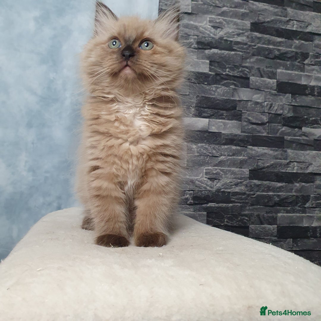 Ragdoll cats for sale: Reduced RARE Brown/mink Green-eyed Ragdoll kittens - Image 18
