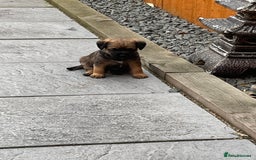 Border Terrier dogs for sale: Female Border Terrier puppy  - Image 4