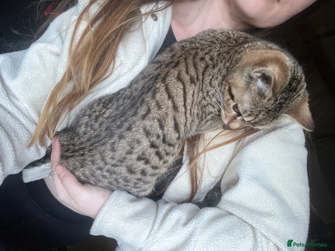 Bengal cats for sale: Bengal kittens  - Advert 9