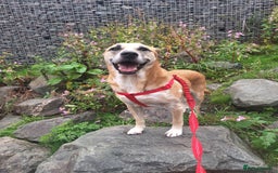 Mixed Breed dogs for sale: Fluffy, golden boy  - Image 13