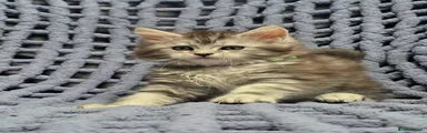 Maine Coon 7