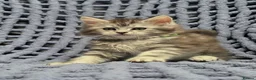 Maine Coon cats for sale: Stunning Maine Coon Kittens  - Advert 6