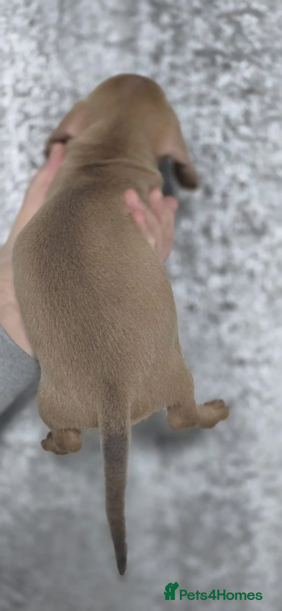 Dachshund dogs for sale: Beautiful miniature Dachshund puppies - Advert 5