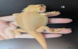 Bearded Dragon reptiles for sale: Witblits Bearded Dragon Babies ready now  - Image 1