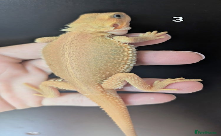 Bearded Dragon reptiles - Advert 4