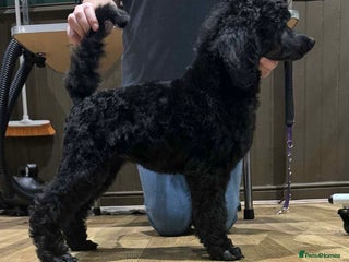 Standard Poodle dogs Champion sired standard poodles - Advert 15