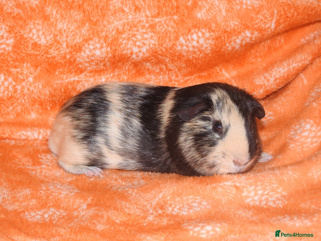 Guinea Pig rodents for sale: 2 crested guinea pigs available 1 male 1 female  - Advert 19