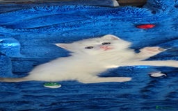 Ragdoll cats for sale:  4 Ragdoll kittens looking for loving homes - Image 8