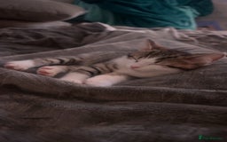 British Shorthair cats for sale: British shorthair mix - Image 11
