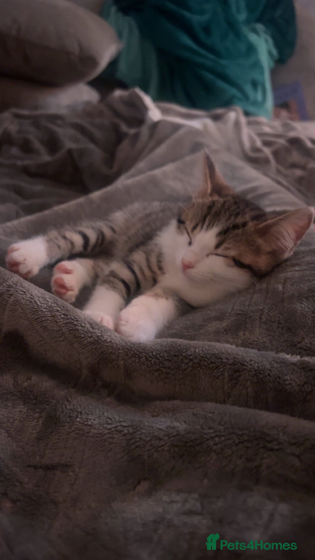 British Shorthair cats for sale: British shorthair mix - Image 11
