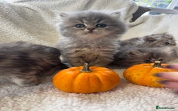 Persian cats for sale: Stunning chinchilla Persian kittens - Image 7