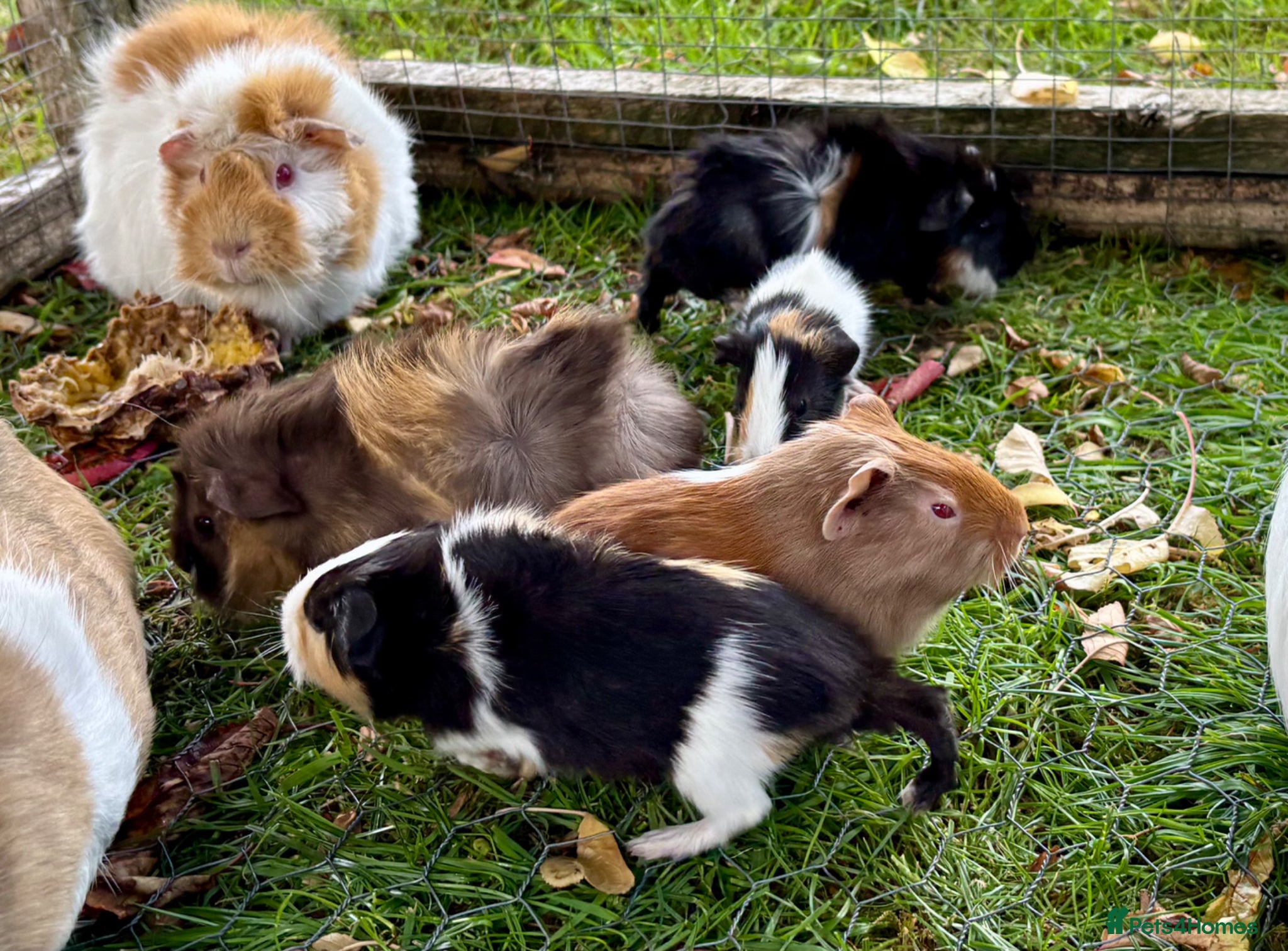 Guinea Pig rodents for sale: Baby Guinea Pigs for sale  - Advert 10