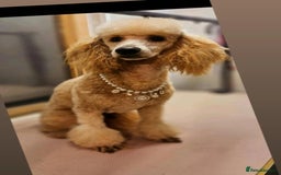 Standard Poodle dogs for sale: 7 Standard poodles for sale including 2 merle - Image 19
