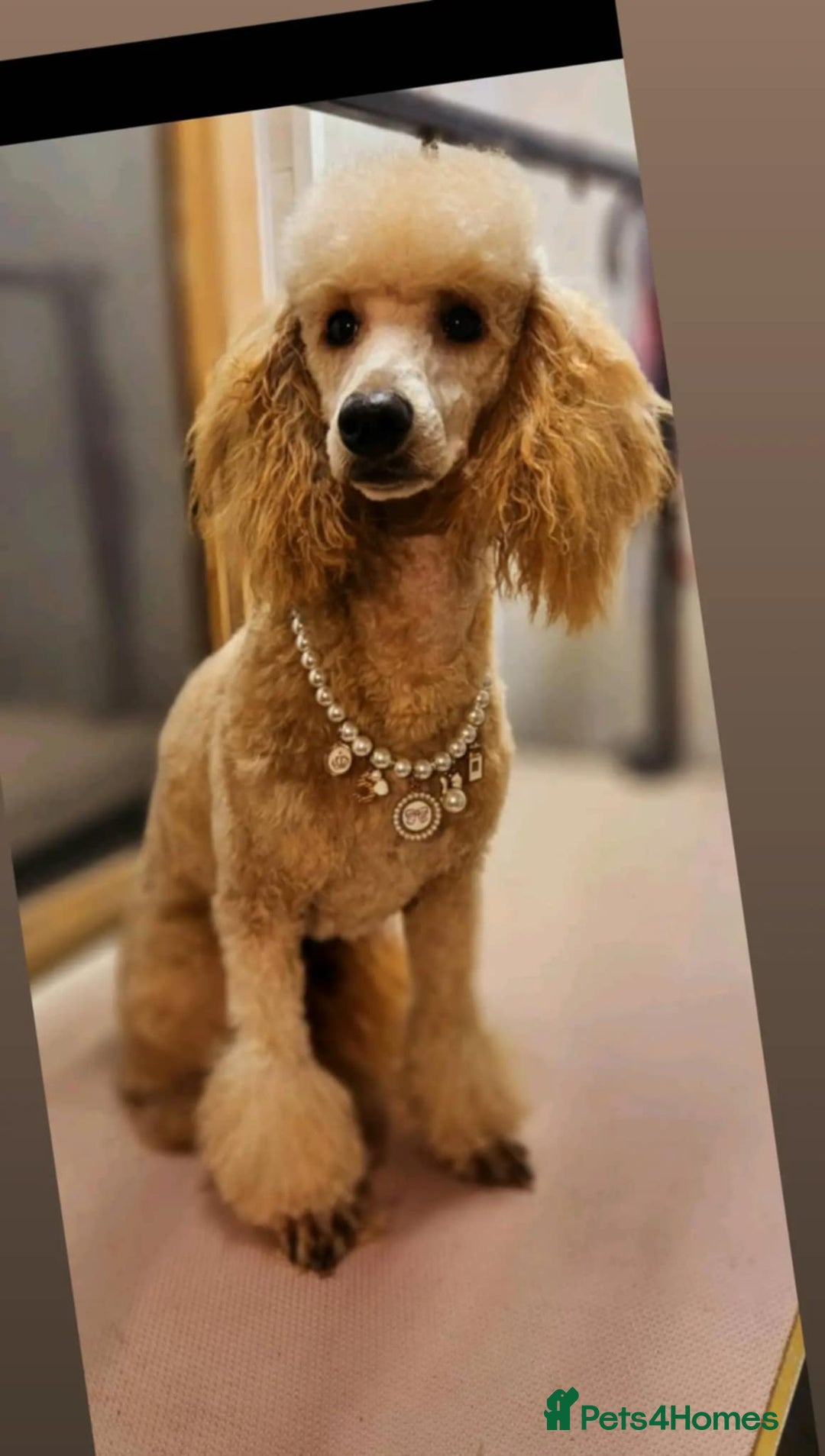 Standard Poodle dogs for sale: 7 Standard poodles for sale including 2 merle - Image 19