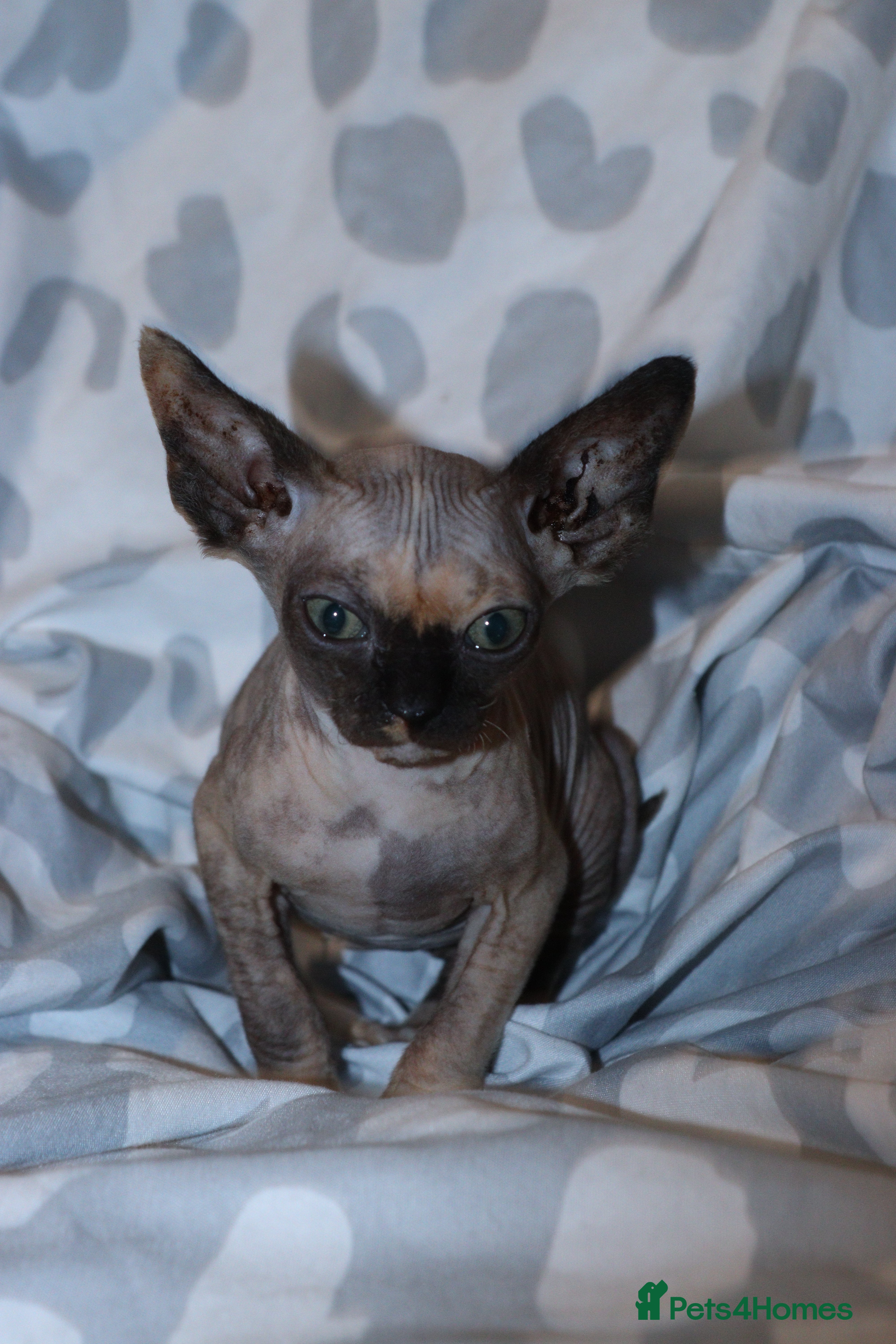 Sphynx cats Last female  - Advert 11