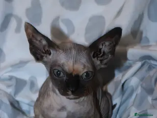 Sphynx cats Last female - Advert 11