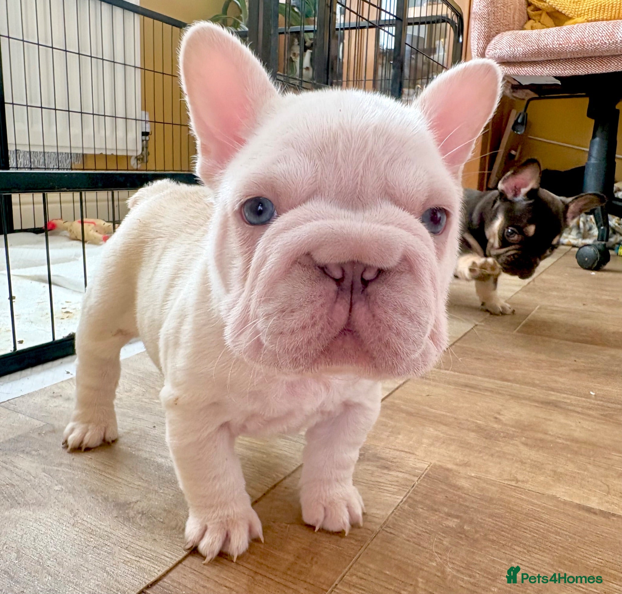 French Bulldog dogs Fluffy French Bulldog Puppies - Advert 3