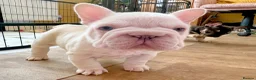 French Bulldog dogs for sale: Fluffy French Bulldog Puppies - Advert 1