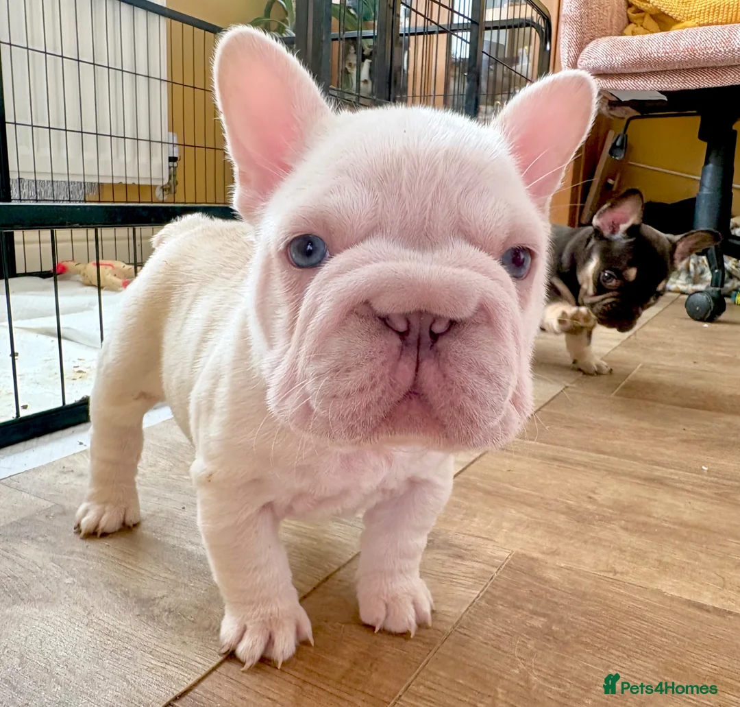 French Bulldog dogs for sale: Fluffy French Bulldog Puppies - Advert 1