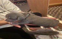 American Bully dogs for sale: American pocket bully tri pups - Image 23