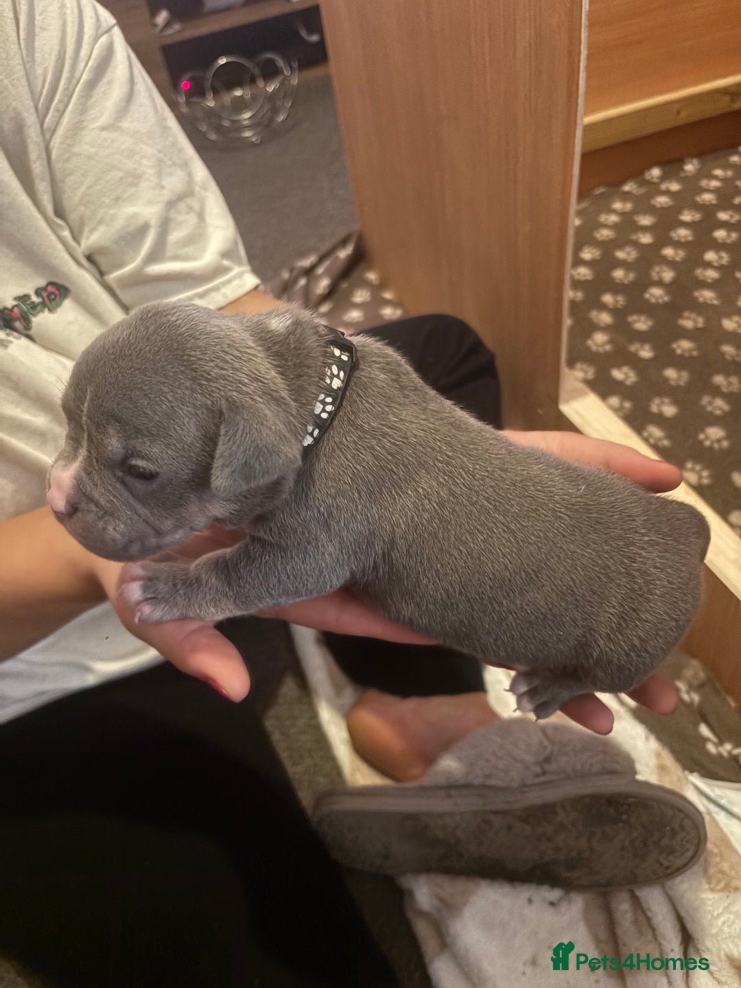 American Bully dogs for sale: American pocket bully tri pups - Image 23