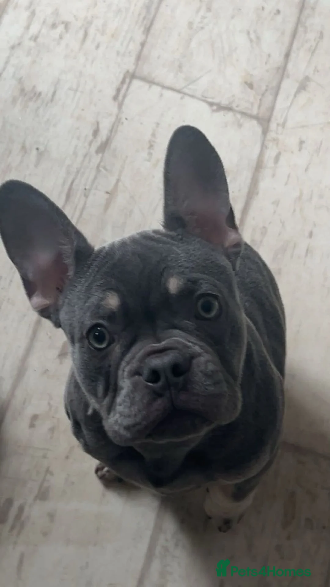 French Bulldog dogs for sale: Beautiful loving girl frenchie for sale - Advert 4
