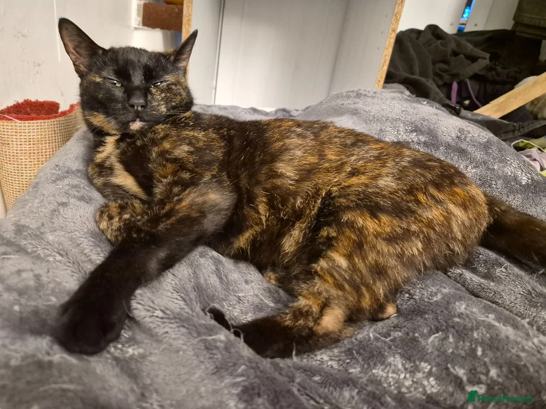Mixed Breed cats for sale: Pumpkin, cute tabby ginger girl - Advert 2