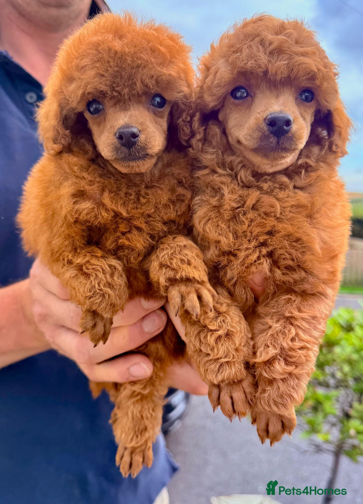Toy Poodle dogs KC reg Toy Poodle boys - Advert 6