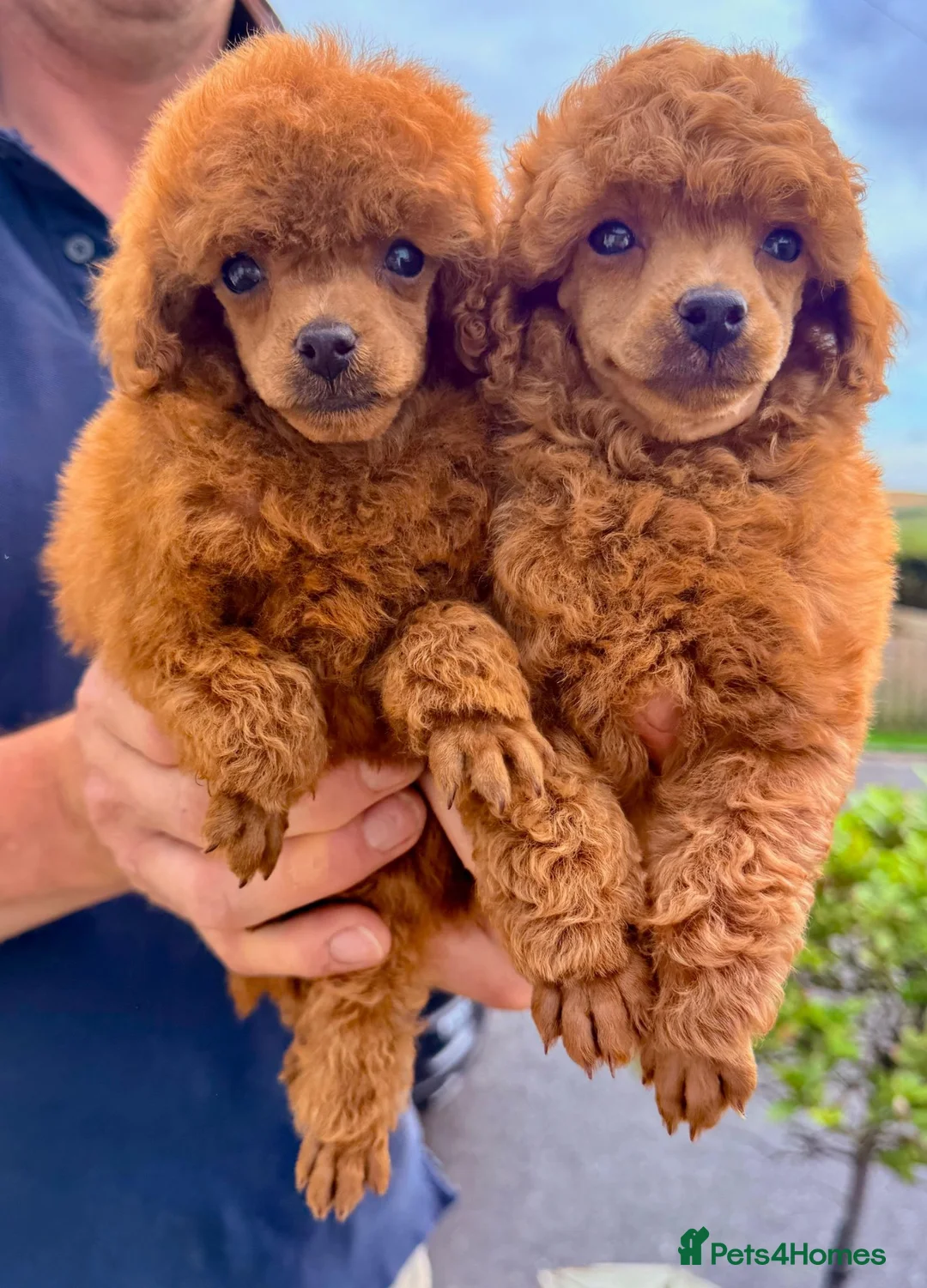 Toy Poodle dogs for sale: KC reg Toy Poodle boys - Advert 1