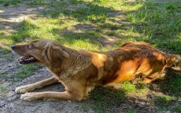 Golden Retriever dogs for sale: KC/FCI Well-Bred, Health CERTIFICATED,DAD CHAMPION - Image 18