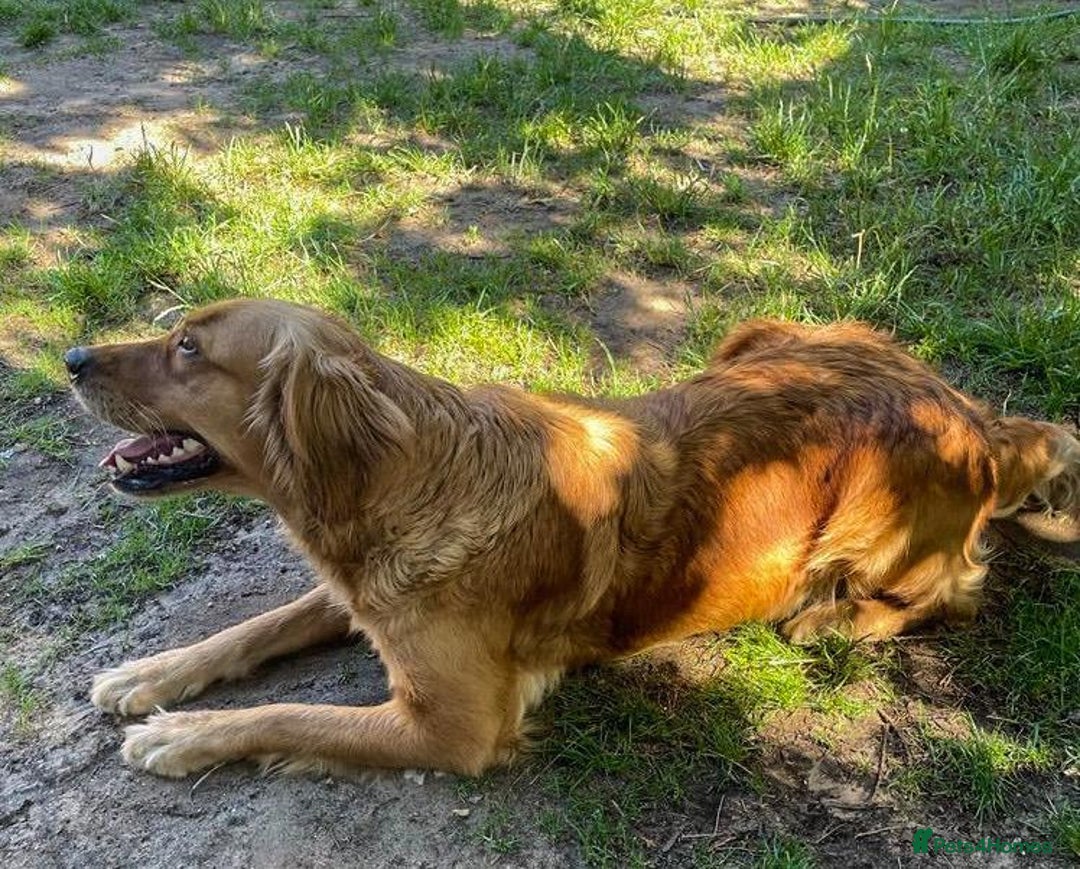 Golden Retriever dogs for sale: KC/FCI Well-Bred, Health CERTIFICATED,DAD CHAMPION - Image 18
