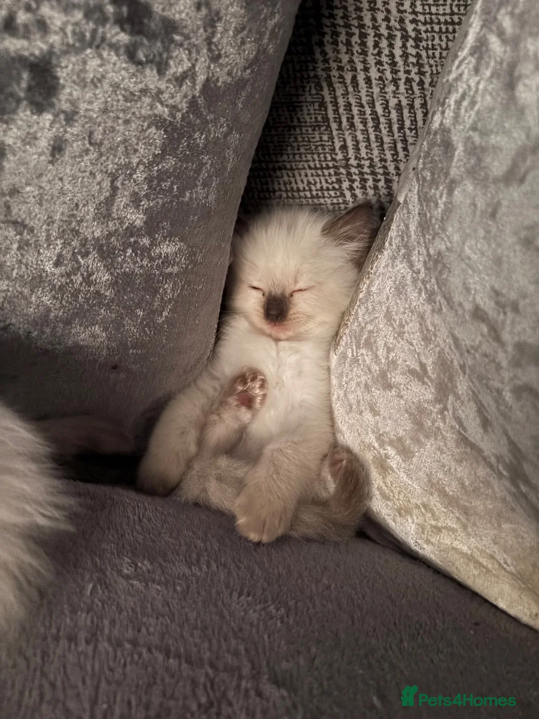 Ragdoll cats for sale: Female ragdoll seal point  - Advert 10