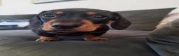 Miniature Dachshund dogs for sale: MINIATURE DACHSHUND! - Advert 15